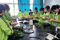 环境与食品工程学院开展"青团寄情·艾香传韵"艾叶粑粑制作活动