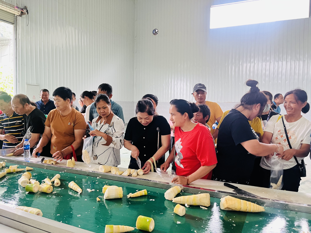 酸笋加工实践操作